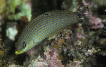  Halichoeres kallochroma (Pink-snout Wrasse)